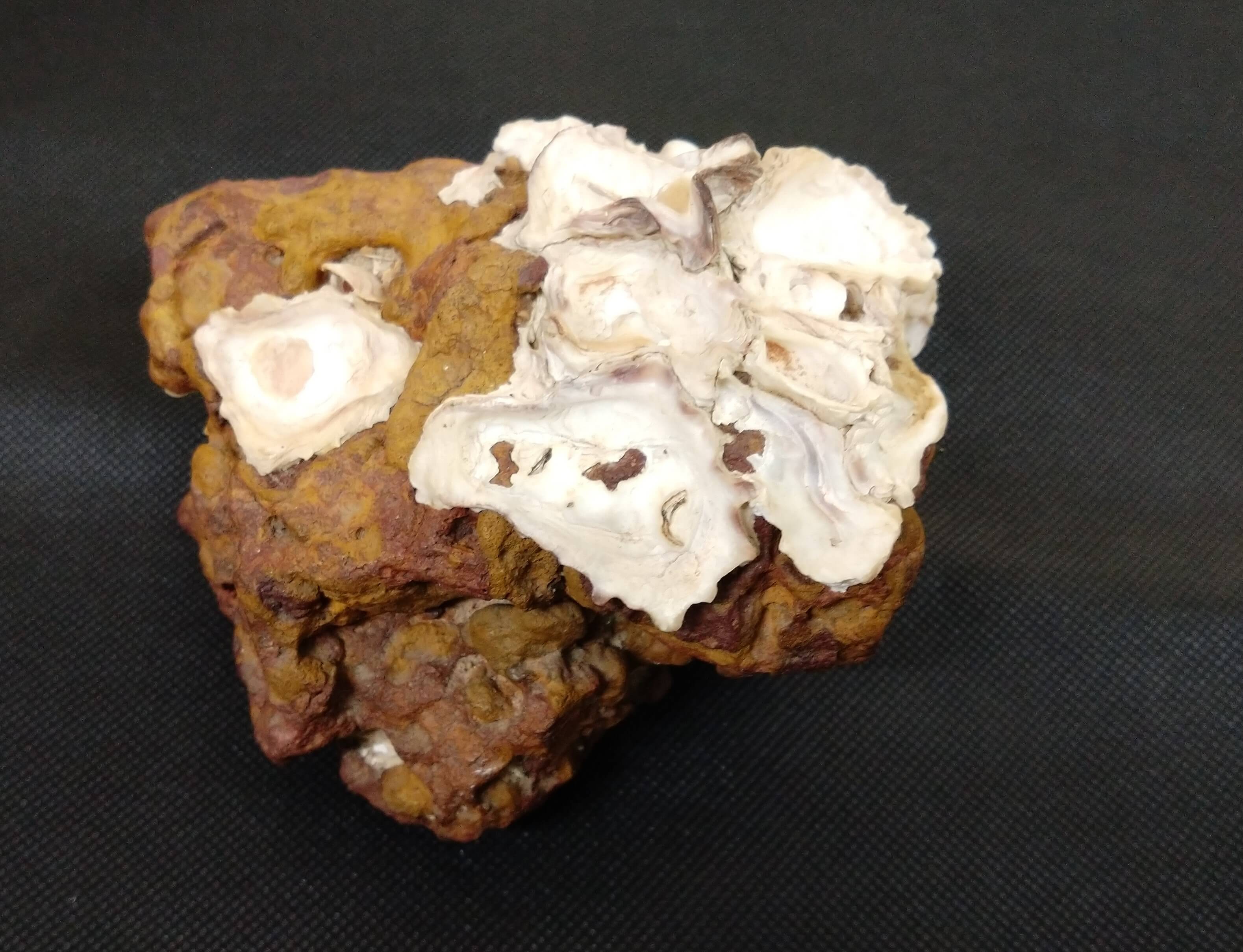 Kandhak_oyster_shells_on_ironstone[1].jpg